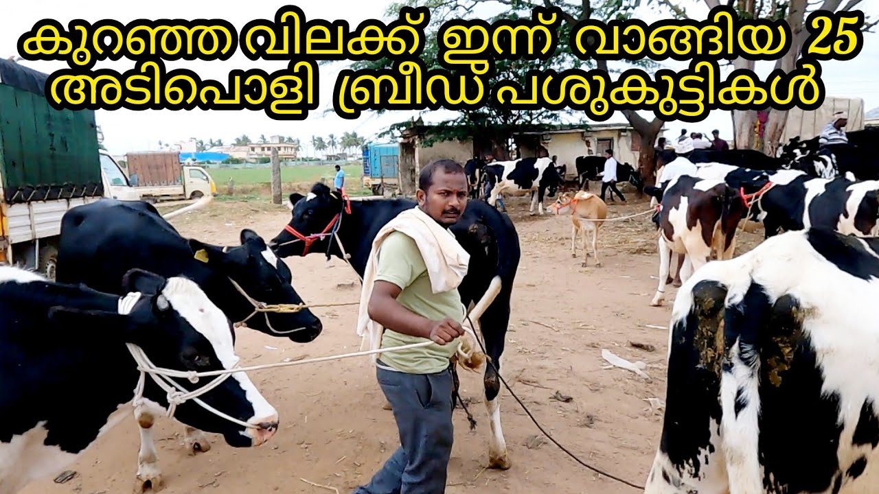 Low cost Heifers For Sale|കുറഞ്ഞ വിലയിൽ അടിപൊളി ബ്രീഡ് പശുകുട്ടികൾ| Quality Cow Market |ചിന്താമണി