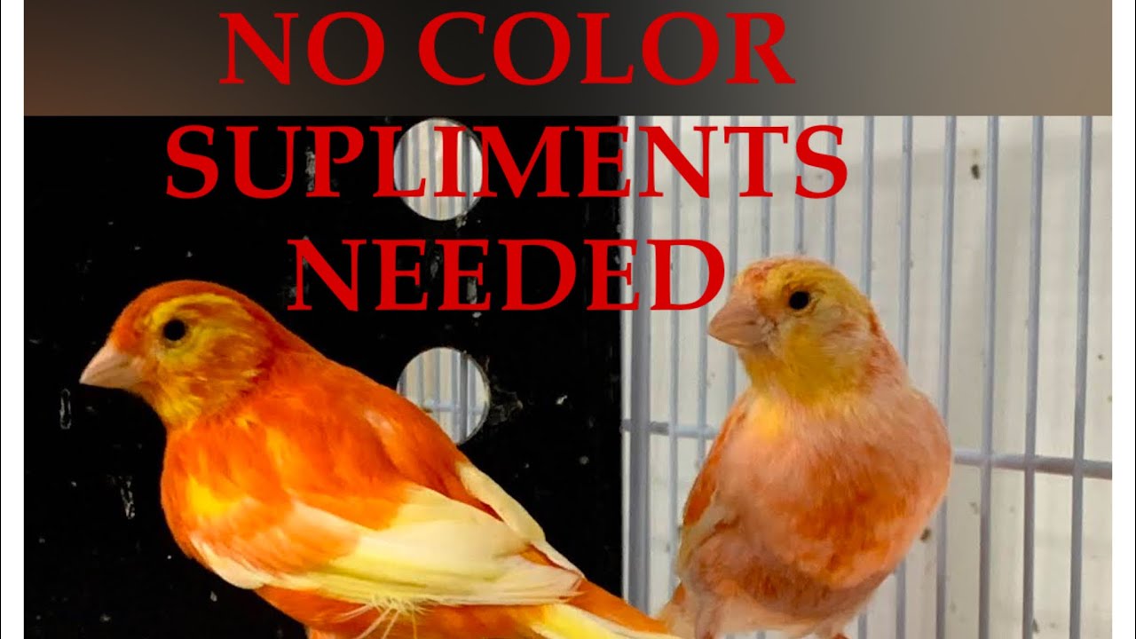 Canary chicks don’t need food coloring