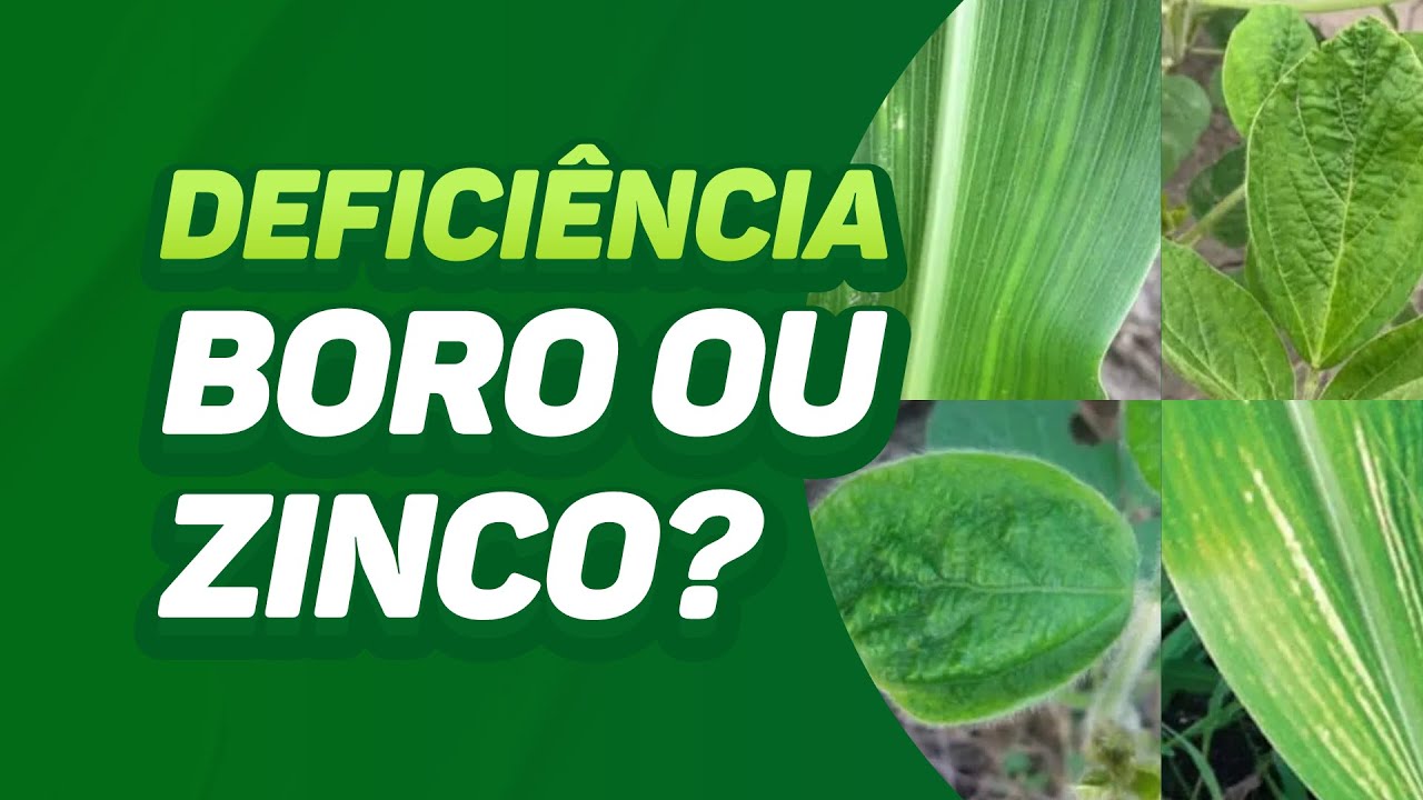 COMO DIFERENCIAR A DEFICIÊNCIA DE BORO E ZINCO