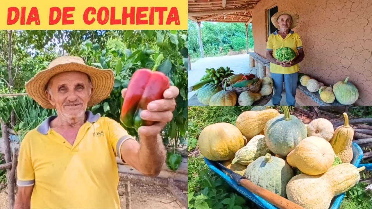 DIA DE COLHEITA NO SÍTIO MUITA FARTURA VEJAM SÓ / GRATIDÃO