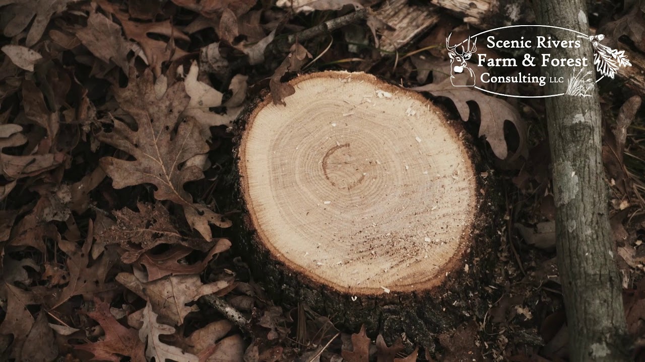Forest Management: TSI, Timber Harvest, and 