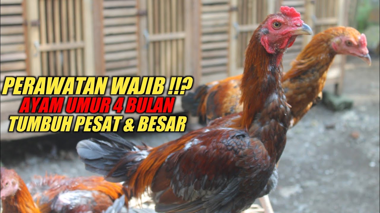 Cara merawat ayam usia 4 bulan || Tips jitu agar ayam cepat besar & tumbuh sehat