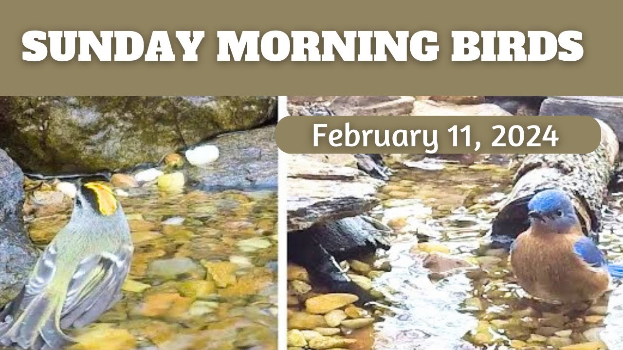Golden-crowned Kinglet, Song Sparrow, Bluebird, Color Changing Goldfinch ~ Sunday Morning Birds