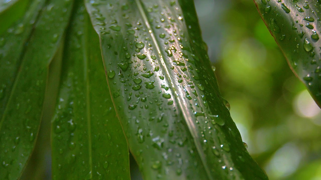 Panasonic HC-X1 Test Footage