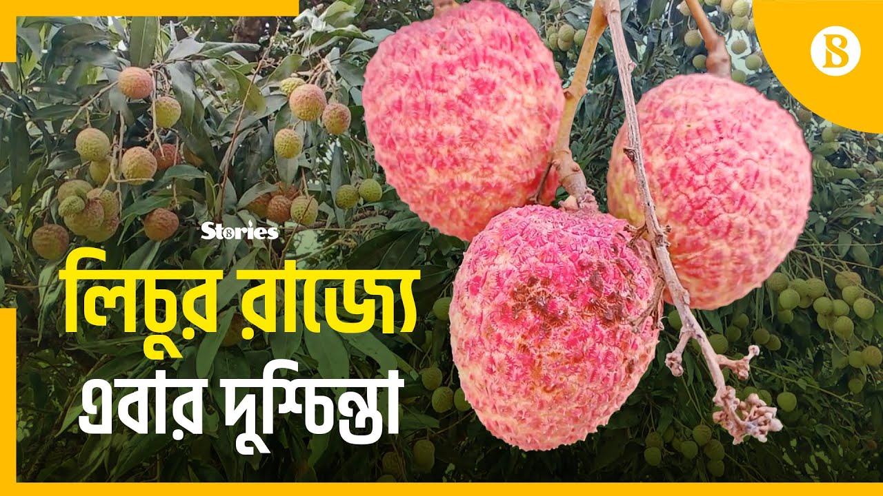 বড় ধরনের হুমকিতে দিনাজপুরের লিচু বাজার | Litchi Farming | Dinajpur | The Business Standard