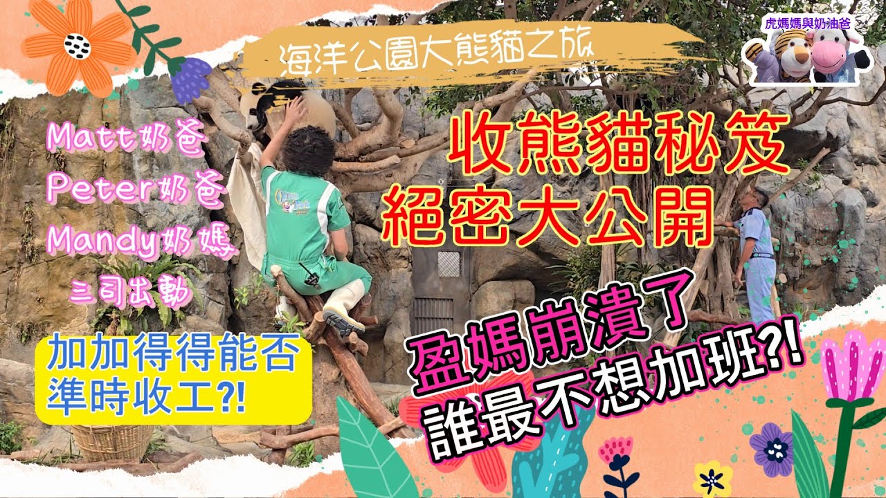 海洋公園大熊貓之旅 收貓秘笈絕密大公開 奶爸奶媽三司出動 盈媽崩潰了 誰最不想加班 #海洋公園 #oceanpark #香港大熊貓 #giantpanda #판다 #家姐細佬 #加加得得