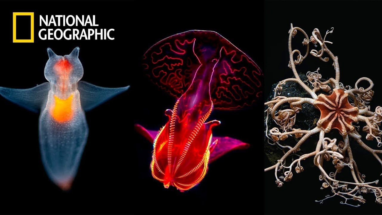 Deep Sea Creatures | National Geographic Documentary 2023