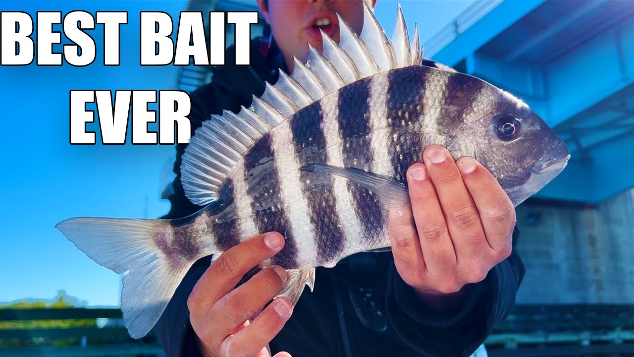 Bridge Fishing For Sheepshead With The Best FREE Bait In Tampa Bay!