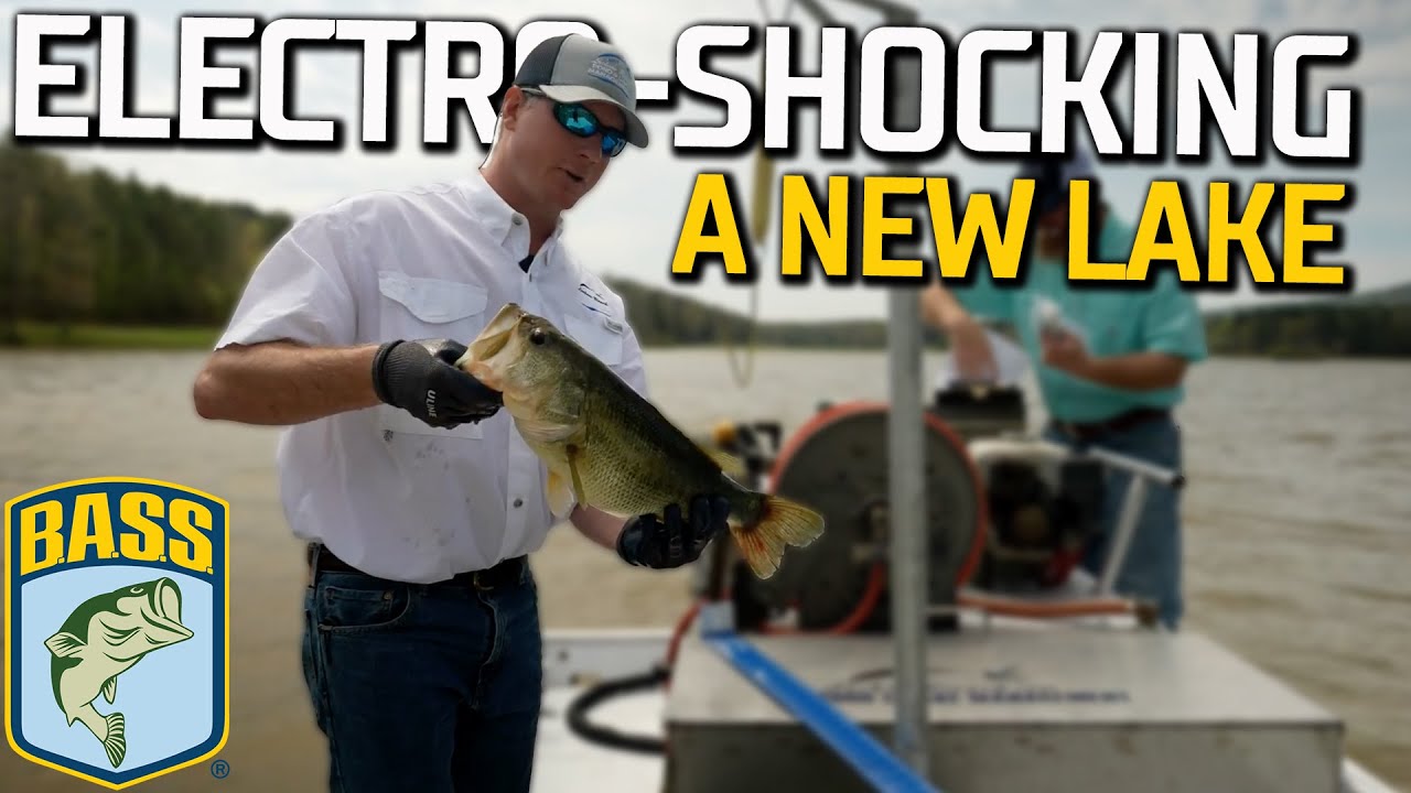 Electroshocking to survey fish population