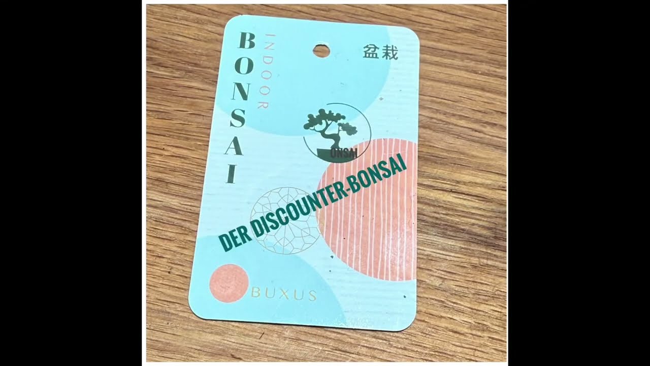 Der neue Indoor-Discounter-Bonsai