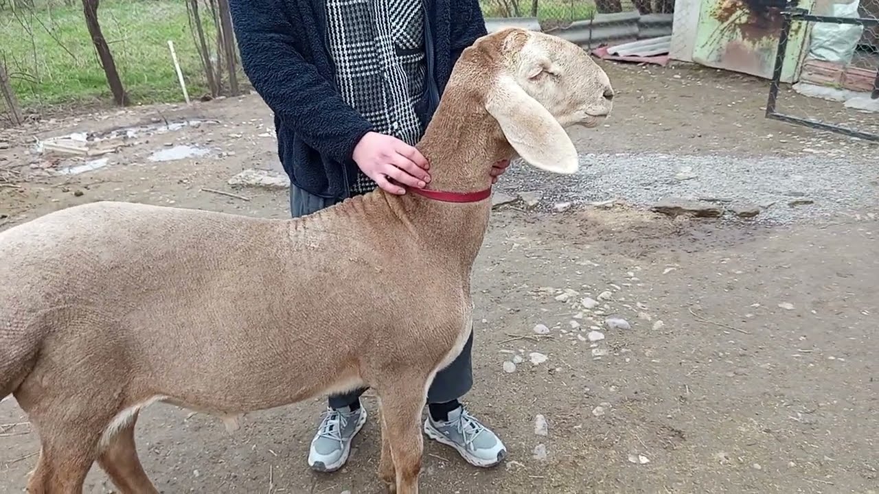 Арашан козу кочкор сатылат 9 айлык линия Буйрук адрес Беловодск 0708932207@ArashanyKyrgyzstana 