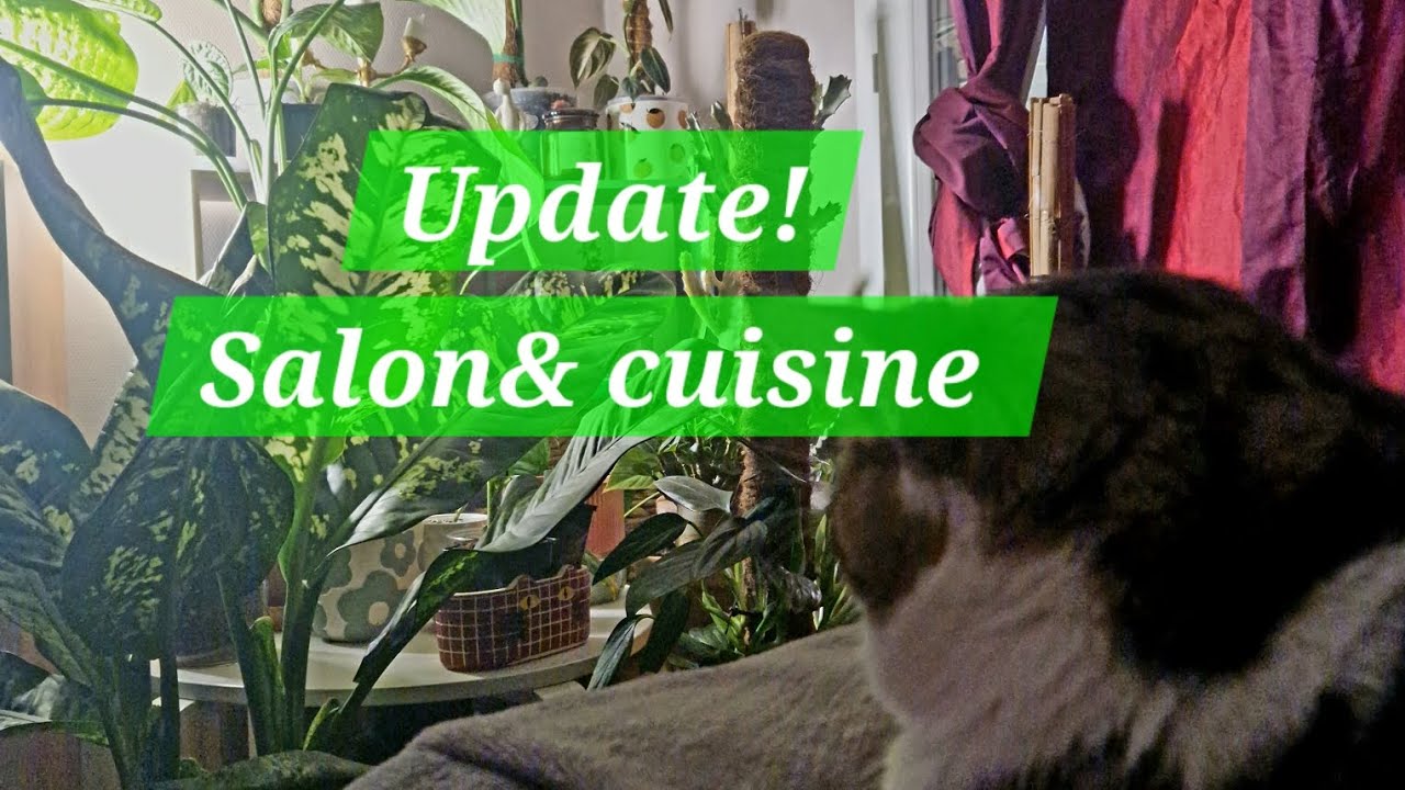 Comment vont les cocottes du salon et de la cuisine?💚🪴/Petites évolutions