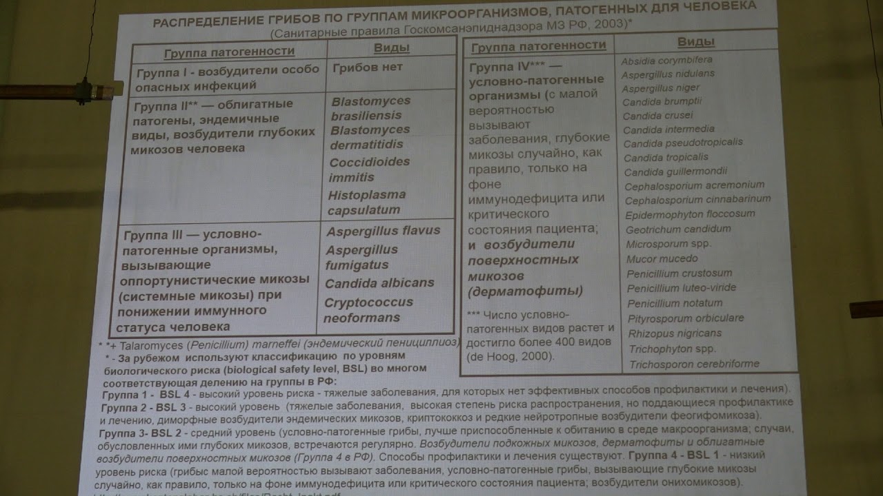 Кураков А. В. - Низшие растения. Микология - 4. Эуаскомицеты