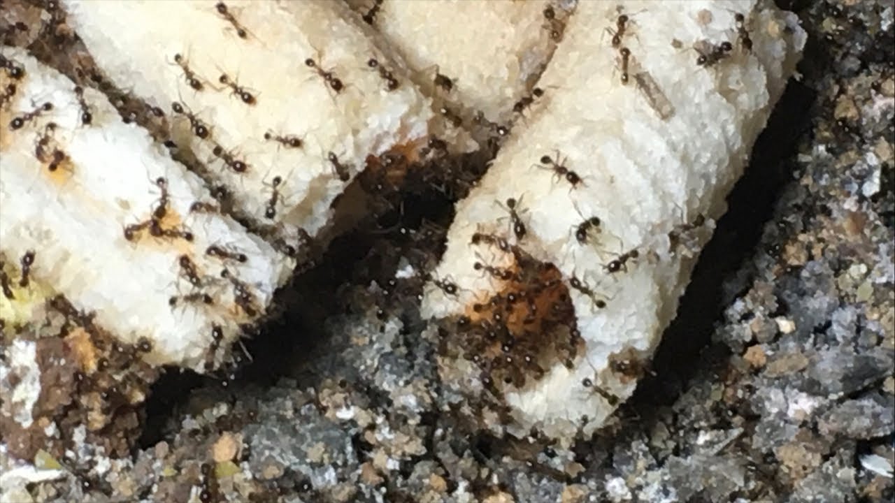 Ant colonies eat cakes at night