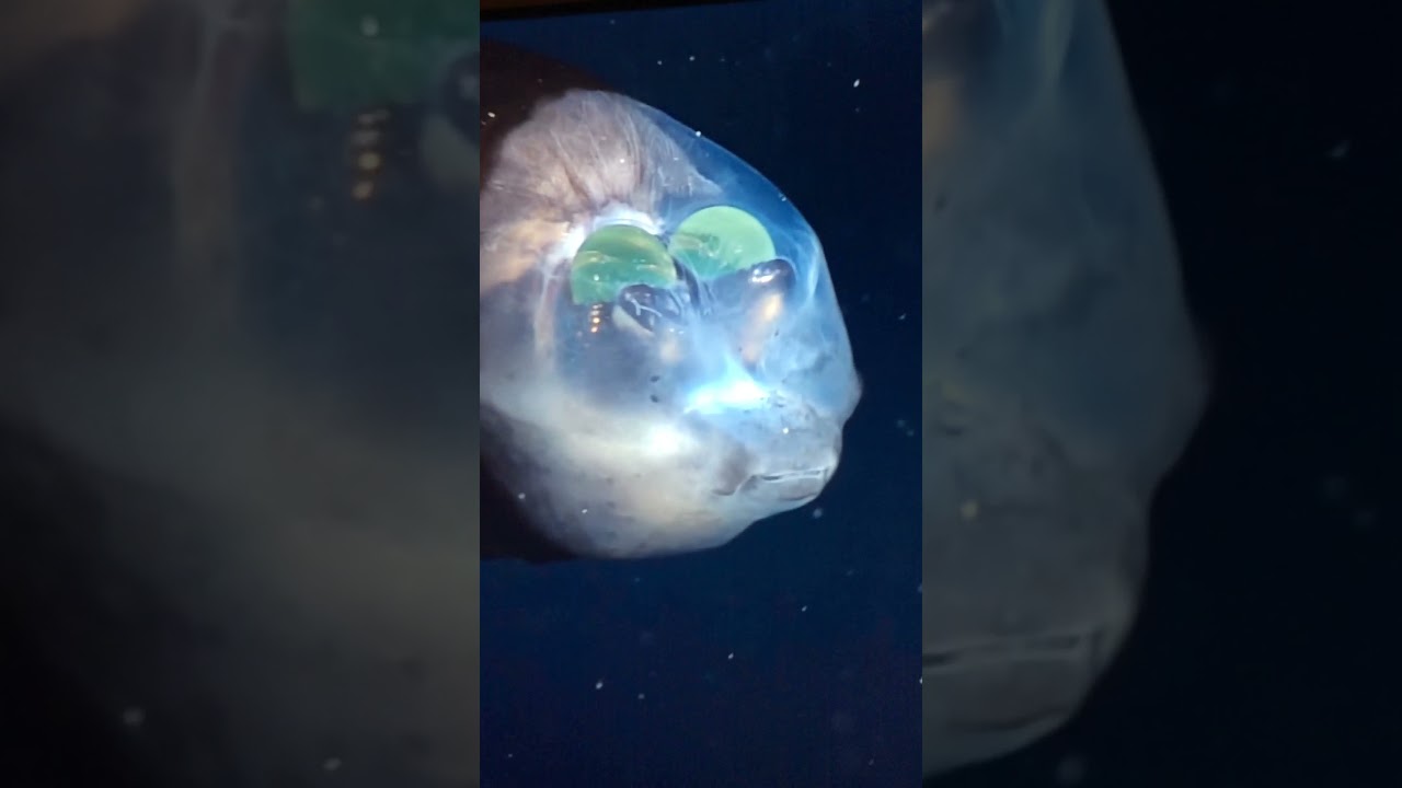 The barreleye has Transparent head