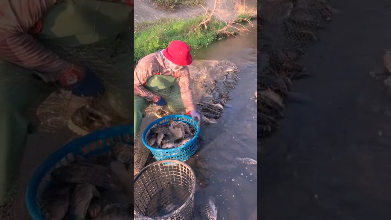 Primitive life, Simple life, Food Life, EP20,#fypage,#catchingfish, #fishing,#handfishing,