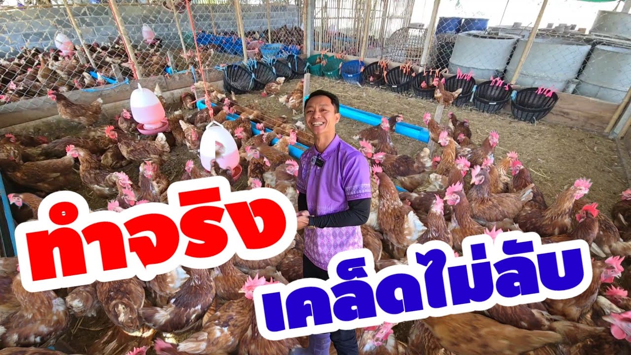 เทคนิคดีๆไม่มีกั๊กการเลี้ยงพันธุ์ไก่ไข่ hybrid