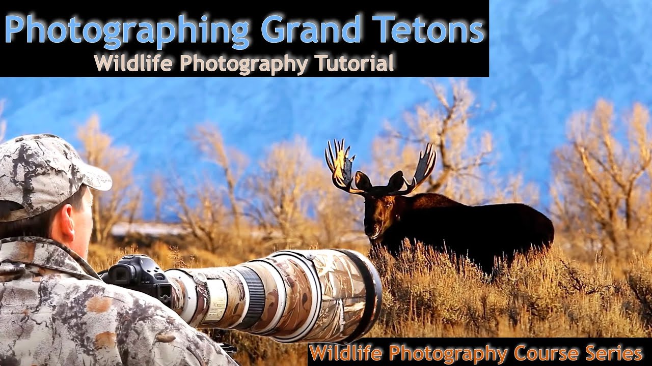 Photographing Wildlife of Grand Teton NP - Wild Photo Adventures