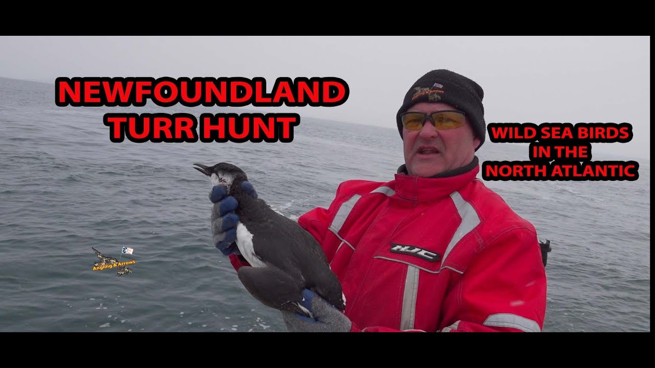 TURR HUNTING ON THE NORTH ATLANTIC OCEAN, NEWFOUNDLAND LABRADOR
