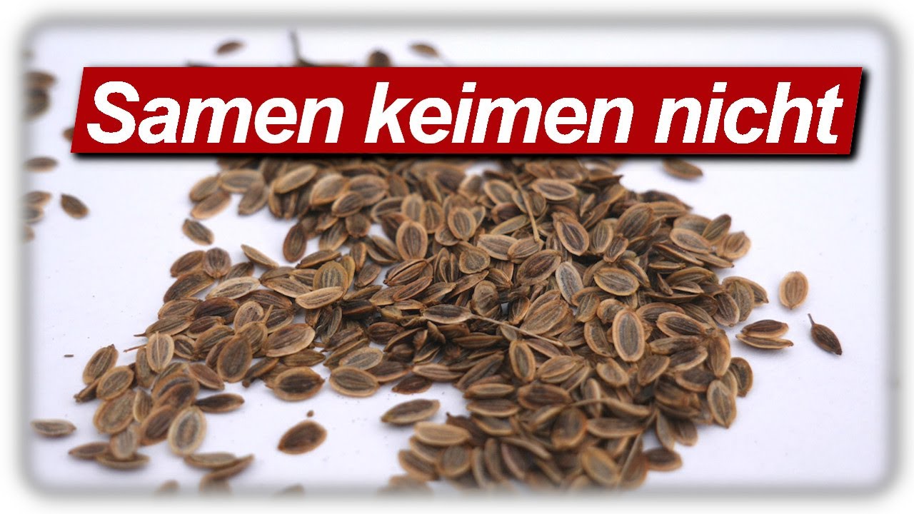 Warum keimen Samen nicht? | 10 Aussaat Fehler vermeiden