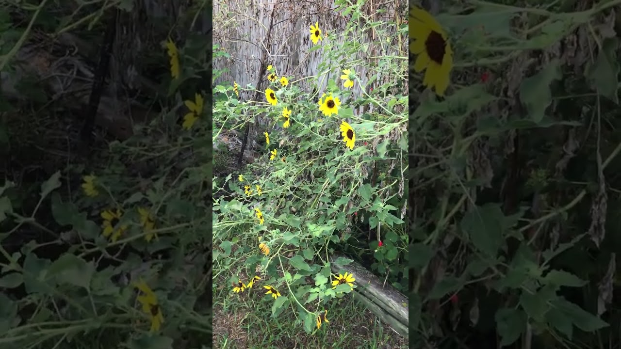 Fall gardens in progress So. coastal Texas