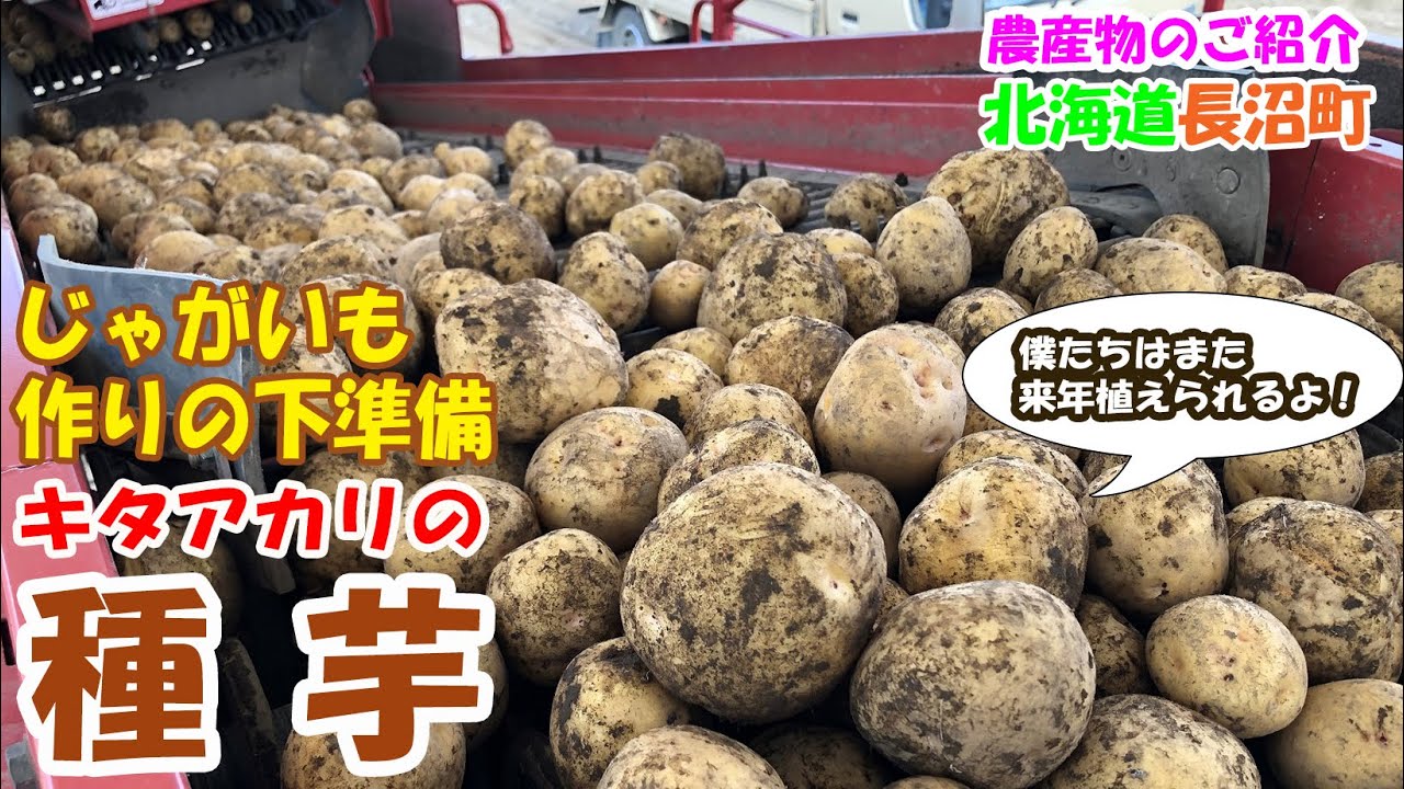 長沼町の農産物のご紹介～じゃがいも（種芋）～