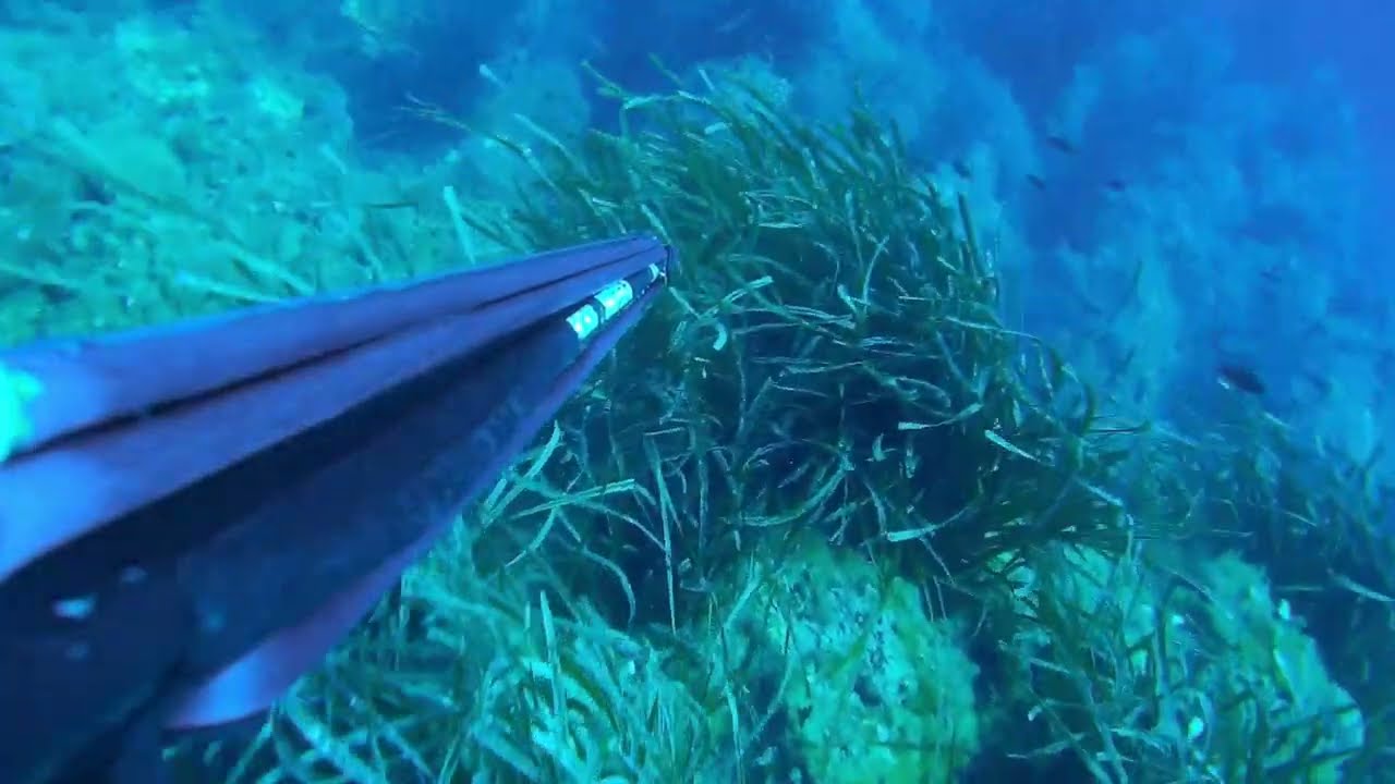 Pesca in apnea 2023