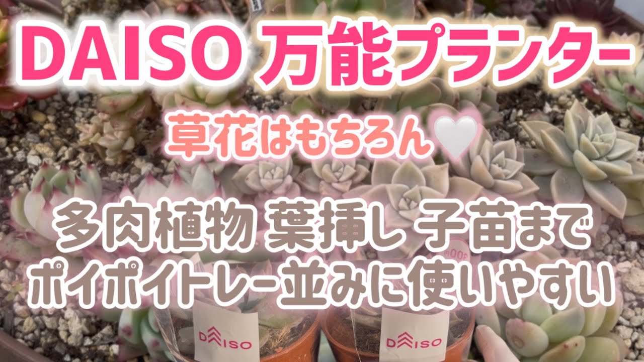【多肉植物 100均の大きな鉢 寄せ植え】100均のかわいい超万能プランター🤍 【DAISO購入品】#100均 #ガーデニング #多肉植物 #寄せ植え #succulent #4k #113
