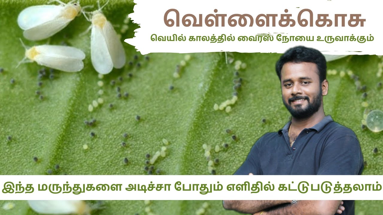 whitefly management -காய்கறி பயிர்களுக்கு வெயில்கால வெள்ளைக்கொசு மேலாண்மை