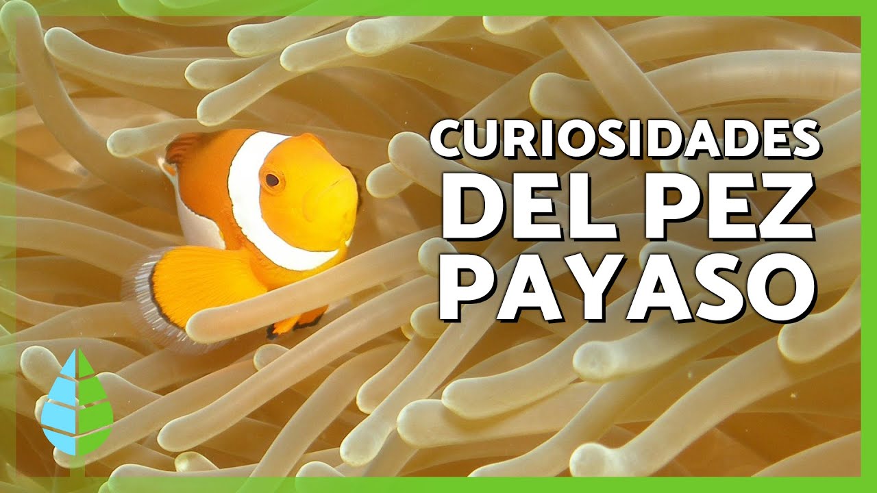 10 DATOS CURIOSOS sobre el PEZ PAYASO 🐠 | &iquest;Son hermafroditas?