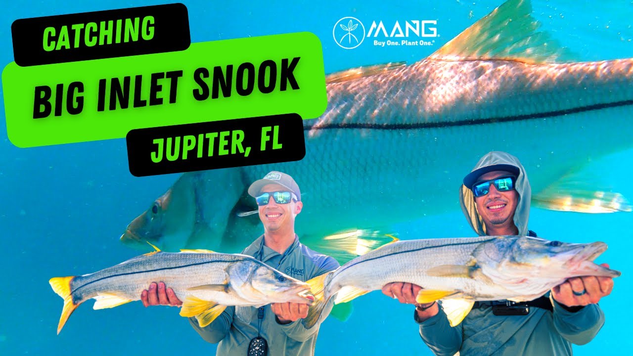 Catching Massive Snook in Jupiter - Florida Fishing (Loxahatchee River Ecotour)
