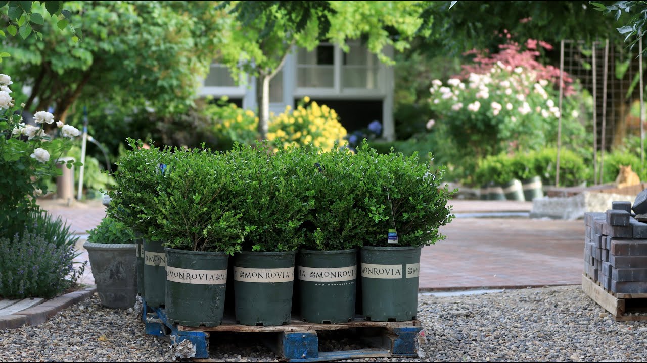 Brick Patio Update Tour, Boxwood Load, & Lots of Random Garden Projects! 🥰💚🌸 // Garden Answer