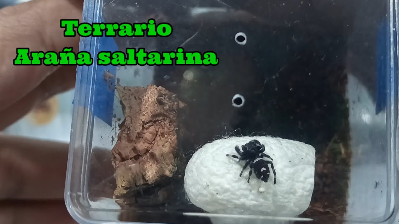 Terrario para araña saltarina