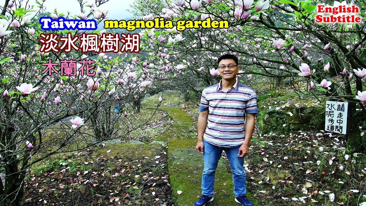 帶你搭公車到淡水楓樹湖看木蘭花，還有一處清幽秘境桃花源(2019年拍攝)