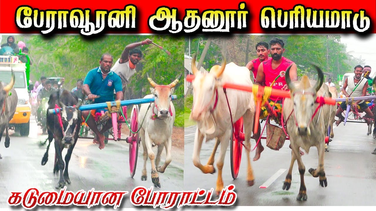 பேராவூரணி ஆதனூர் பெரியமாடு 10 January 2026#krish_studio_kattumavadi