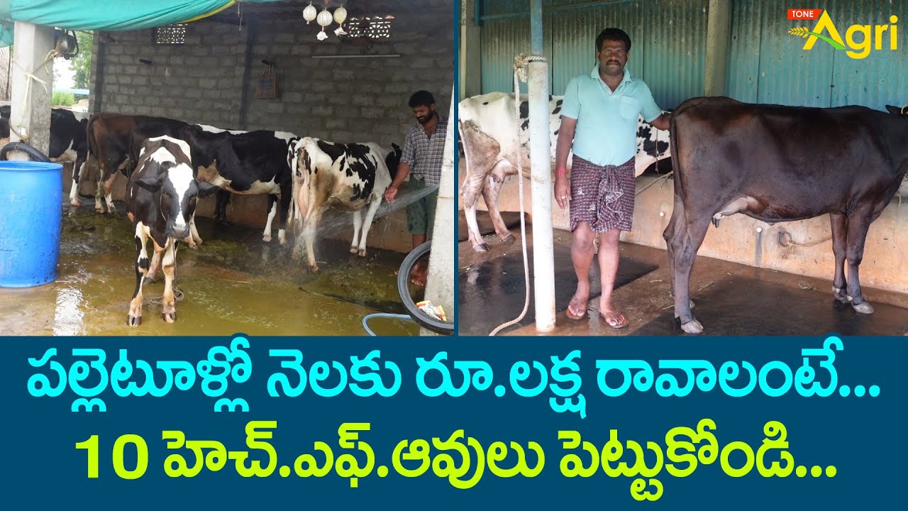 HF Cow Dairy Farm Benefits | పల్లెటూళ్లో నెలకు రూ.లక్ష రావాలంటే 10 HF ఆవులు పెట్టుకోండి..! Tone Agri