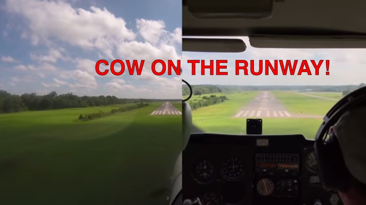 Biannual Flight Review Full Flight: Cow on Runway