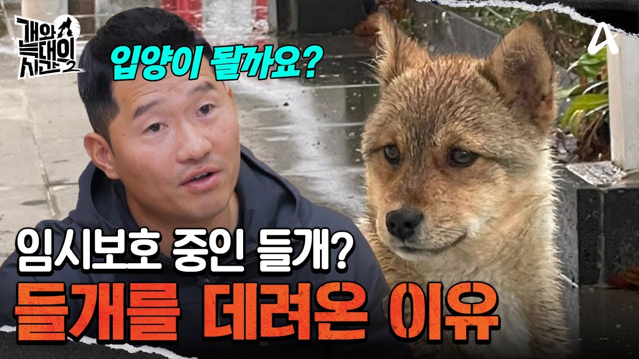 가족 전원을 구조해서 살게 된 자매... 들개를 데려온 이유는? | 개와 늑대의 시간2 3 회