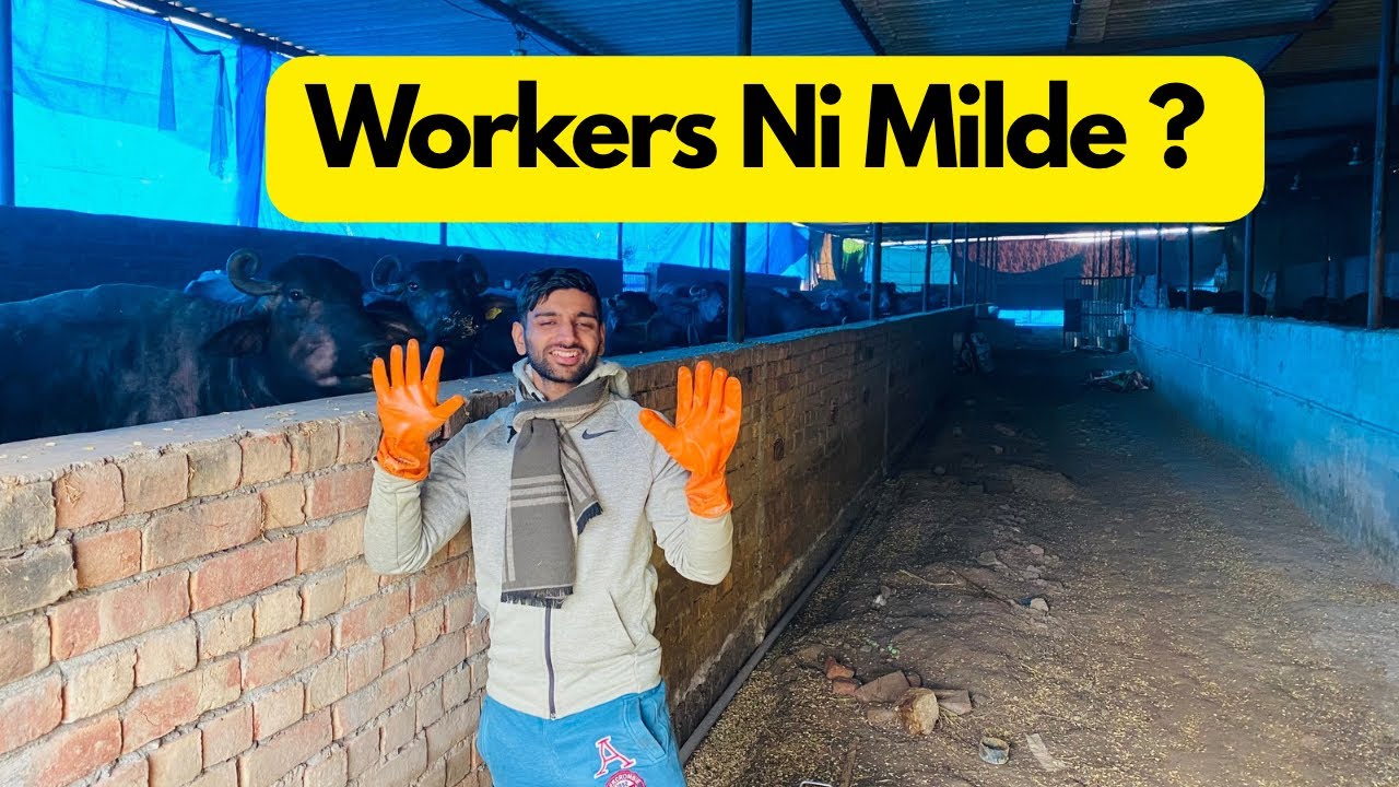 How to get workers for Dairy Farm.