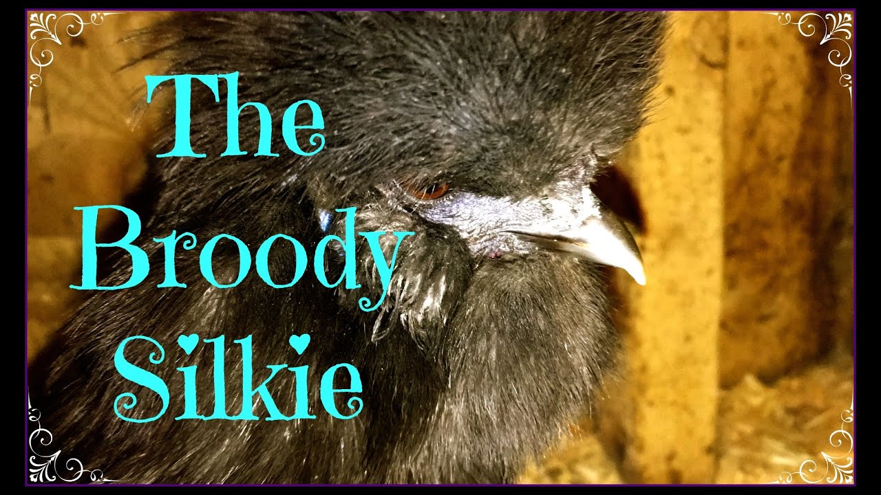 The Broody Silkie~
