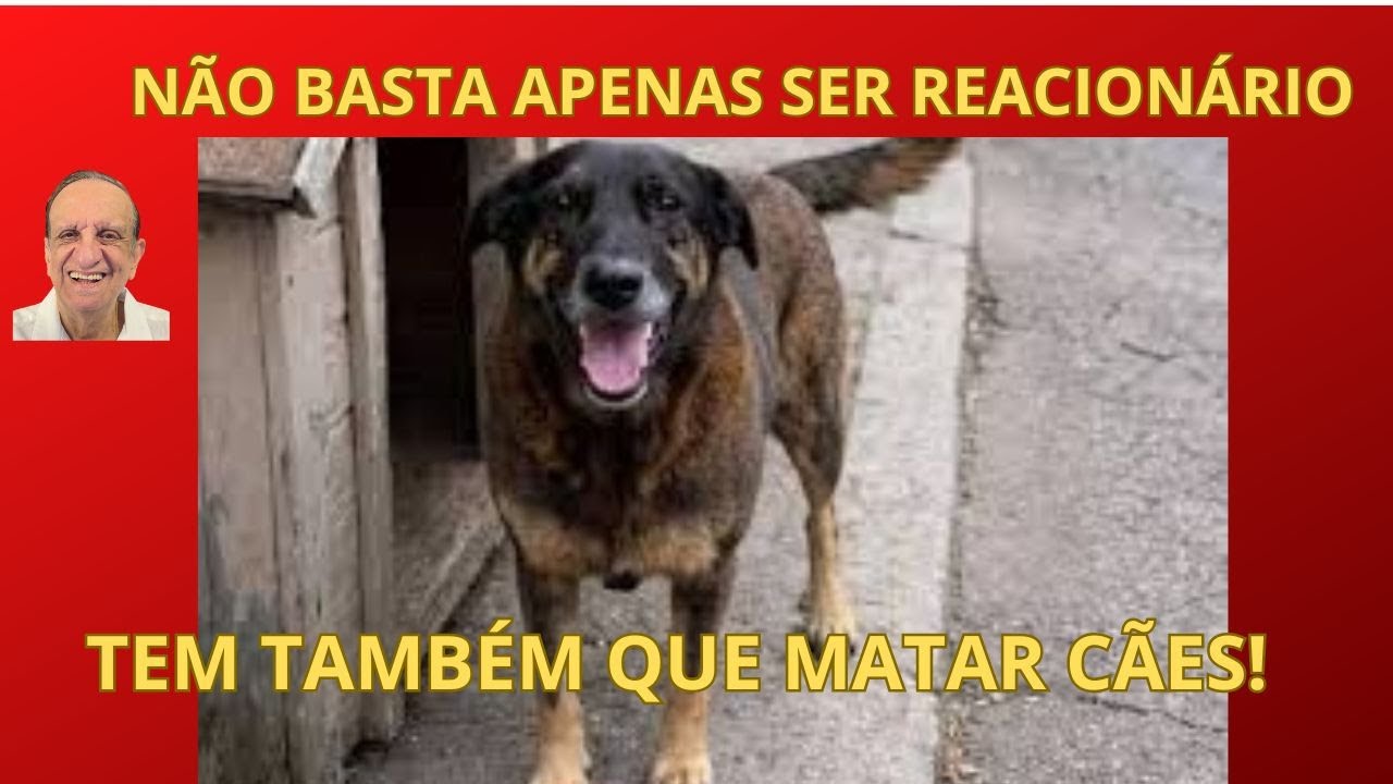 A MATAN&Ccedil;A DE C&Atilde;ES  NO SUL DO PA&Iacute;S! SINTOMA?