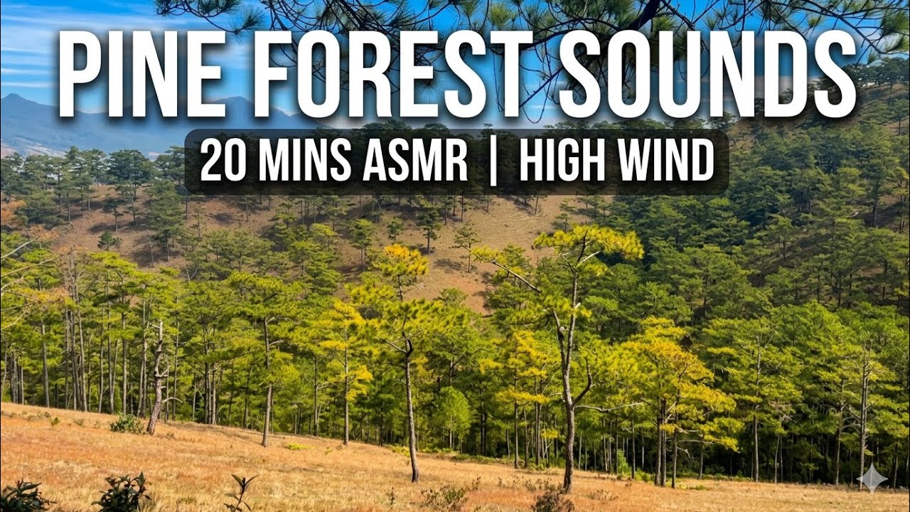 Whispering Pines: 20 Minutes of Wide-Angle Forest Serenity & High Wind Sounds