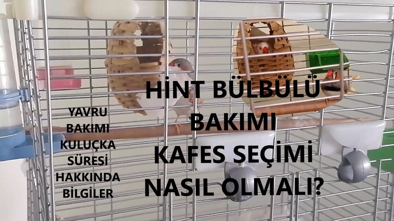 Hint Bülbülü Bakımı - Kafes Seçimi - Yavru Bakımı