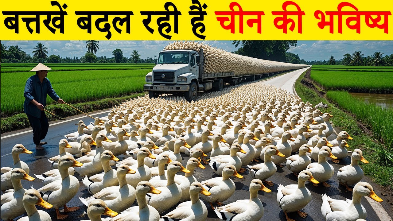 ये हैं वो बत्तखें जिन्होंने चीन की किस्मत पलट दी!