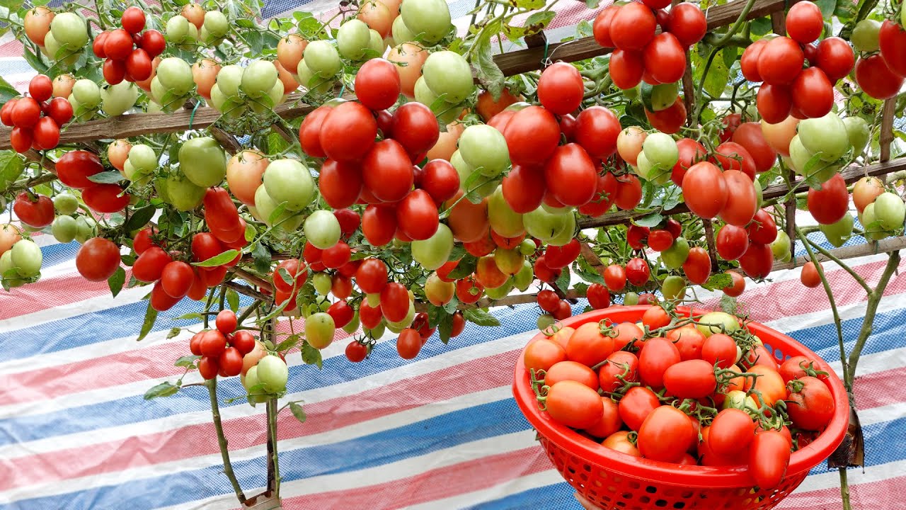 High Yield and Easy Tomato Growing Instructions for Home Gardeners