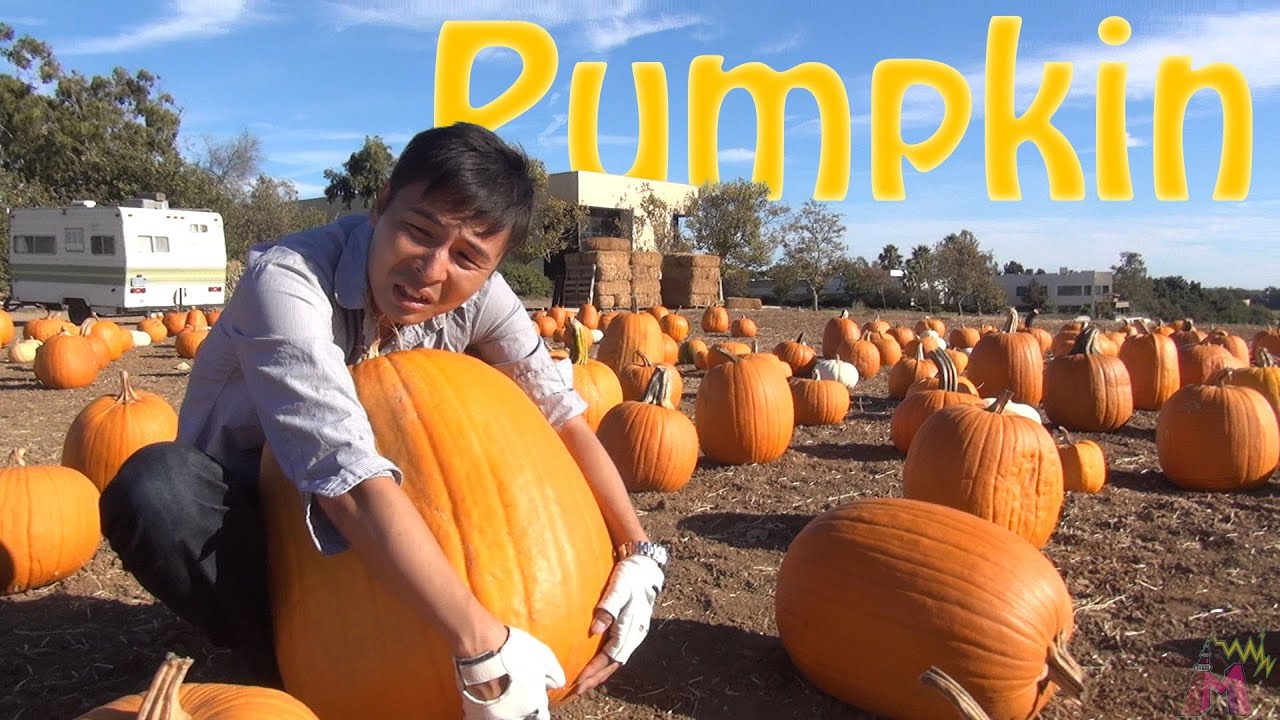 Halloween! Get huge pumpkin!｜信じられない大きさのカボチャをゲットだぜ！