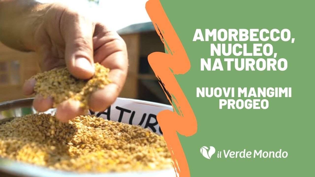 Nuovi mangimi Progeo: Amorbecco, Nucleo e Naturoro - Mangimi completi per polli e galline