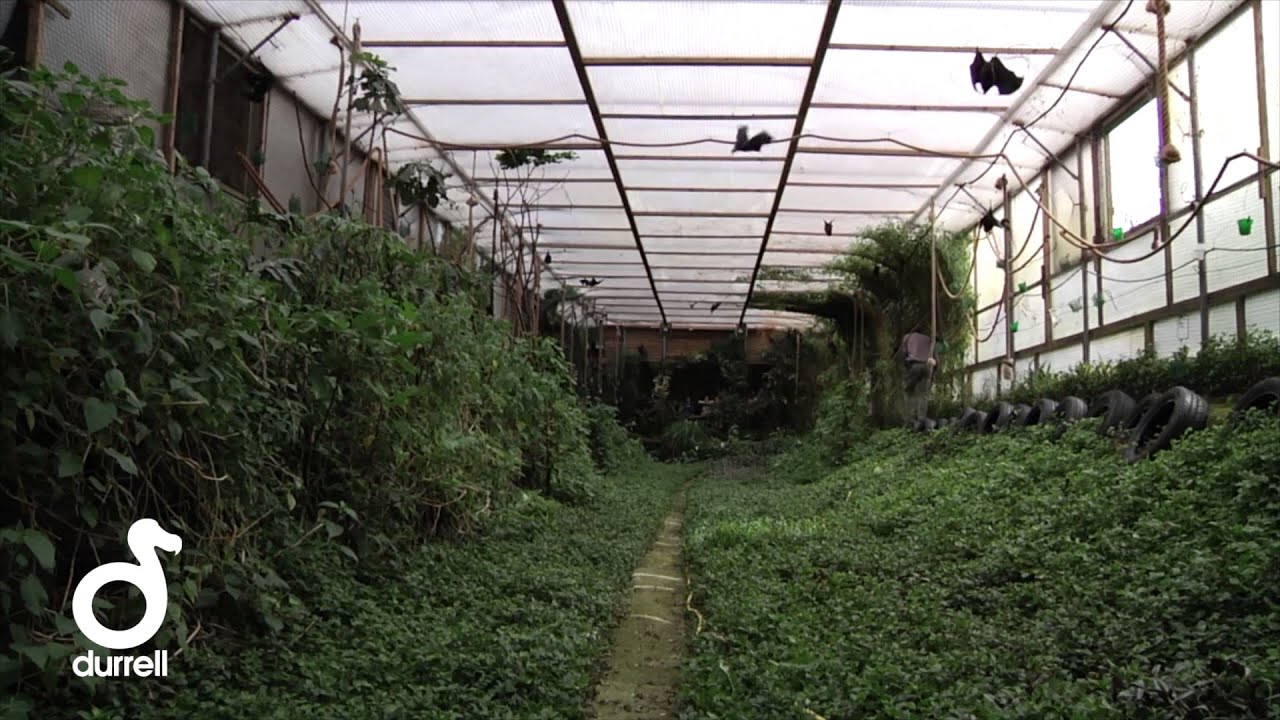 Durrell and the world's rarest fruit bats
