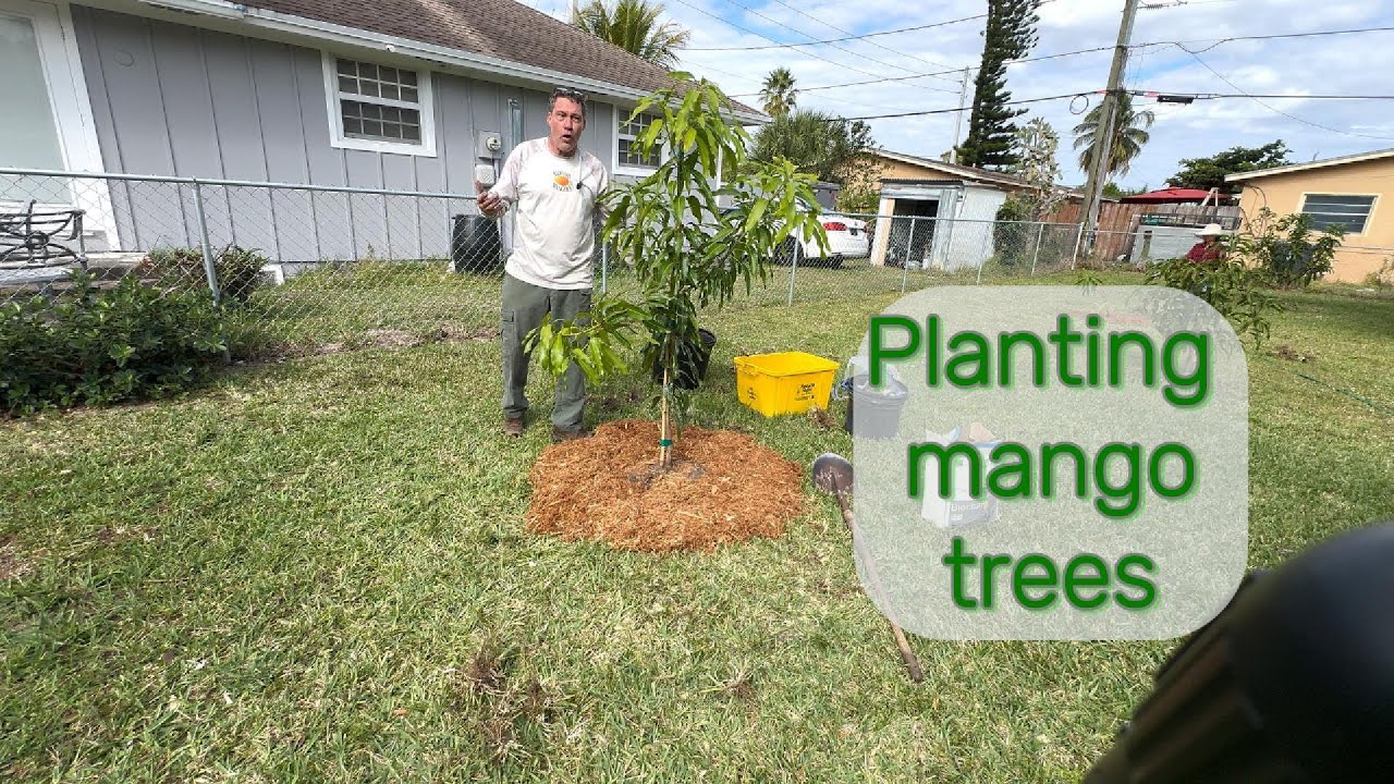Planting Mango trees