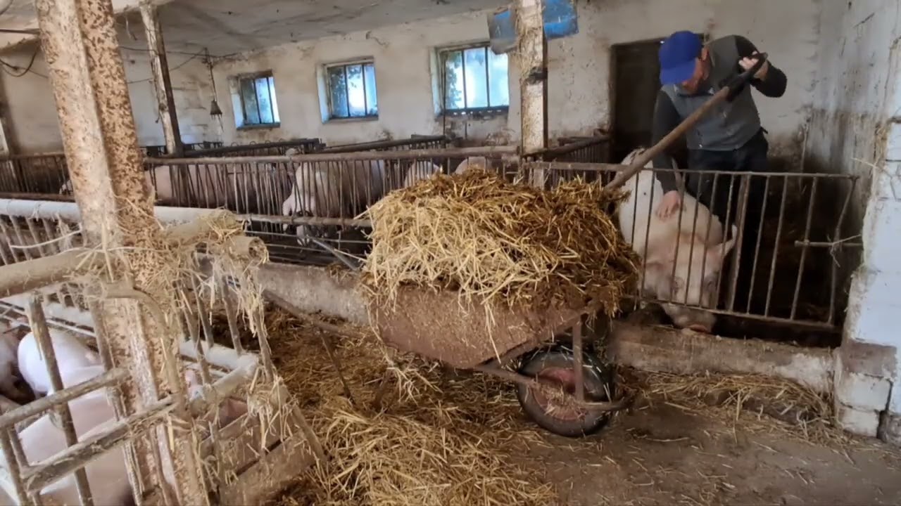 Sobotnie obowiązki przy trzodzie chlewnej czyli wyrzucanie obornika.